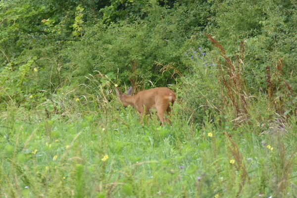 Foto van Boerderij in Giroux bij bos en meer - Vakantiehuis in Giroux - AreaSummer5KM