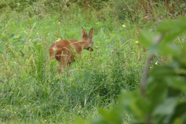 Foto van Boerderij in Giroux bij bos en meer - Vakantiehuis in Giroux - AreaSummer5KM