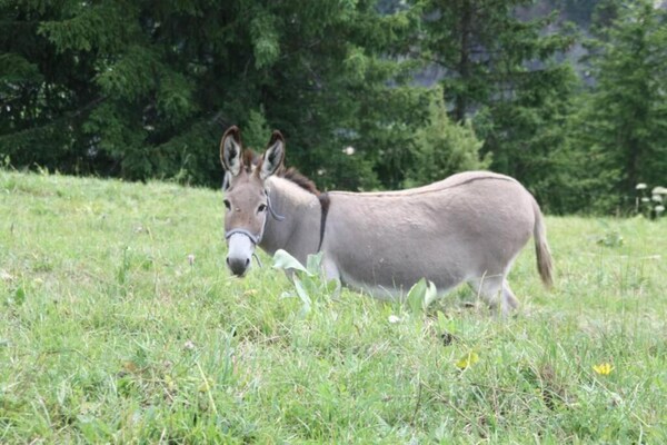 Foto van Les Huskies N°51 - 3P6 - Vakantiehuis in Saint-Sorlin-d´Arves - AreaSummer20KM