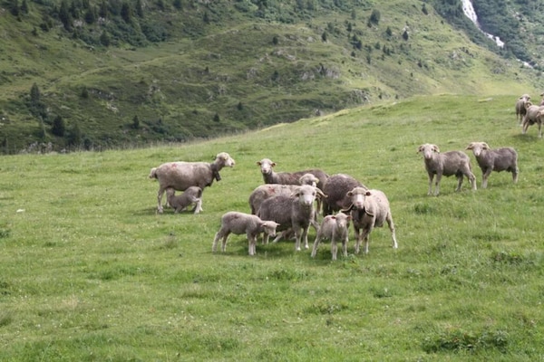 Foto van Les Huskies N°51 - 3P6 - Vakantiehuis in Saint-Sorlin-d´Arves - AreaSummer20KM