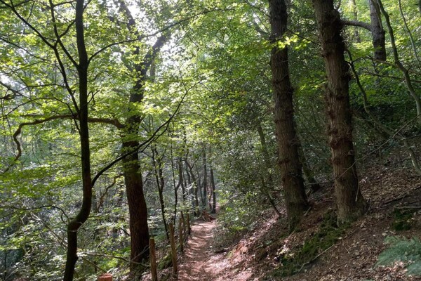 Foto van Appartement in Schoorl bij Duinen - Vakantiehuis in Schoorl - AreaSummer20KM